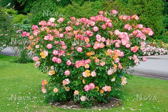 Bonanza ® Prémium - Image 3