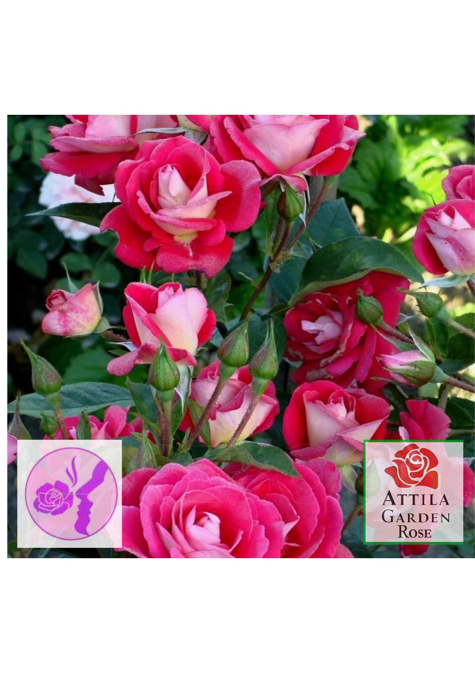 Heimatmelodie ® - Image 4