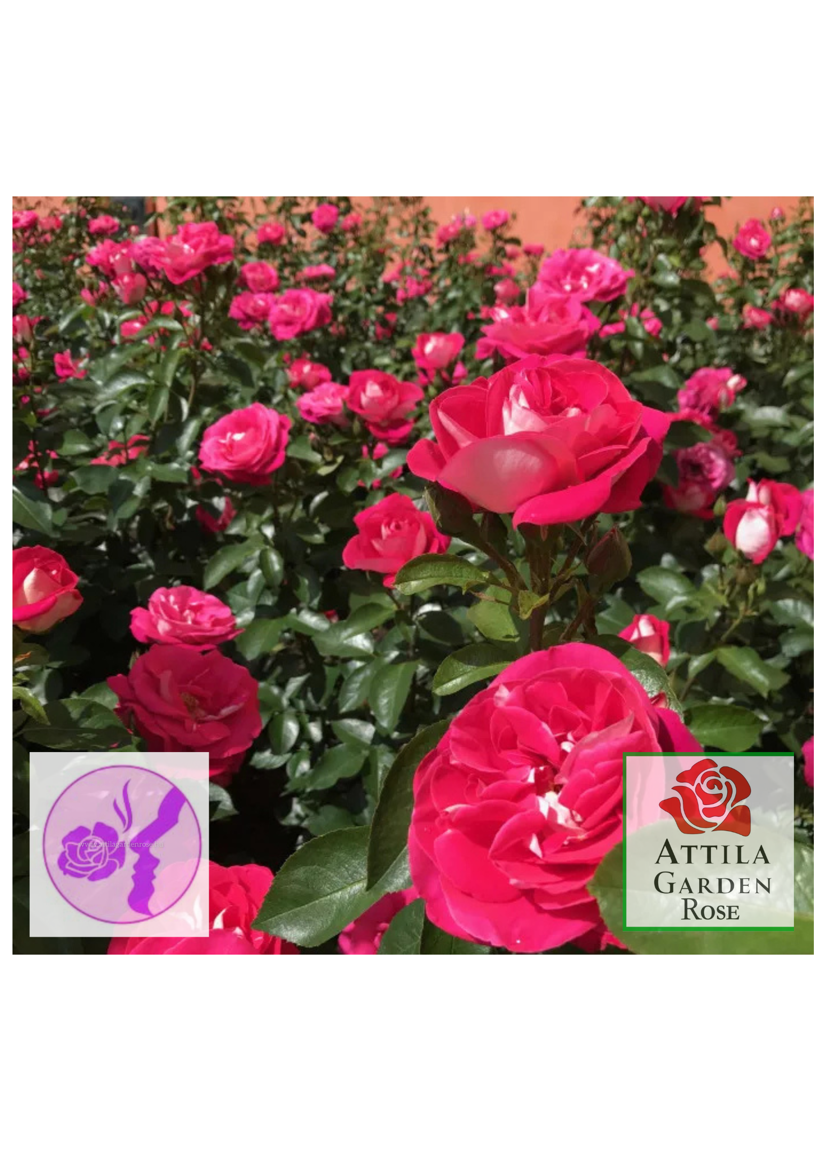 Heimatmelodie ® - Image 5