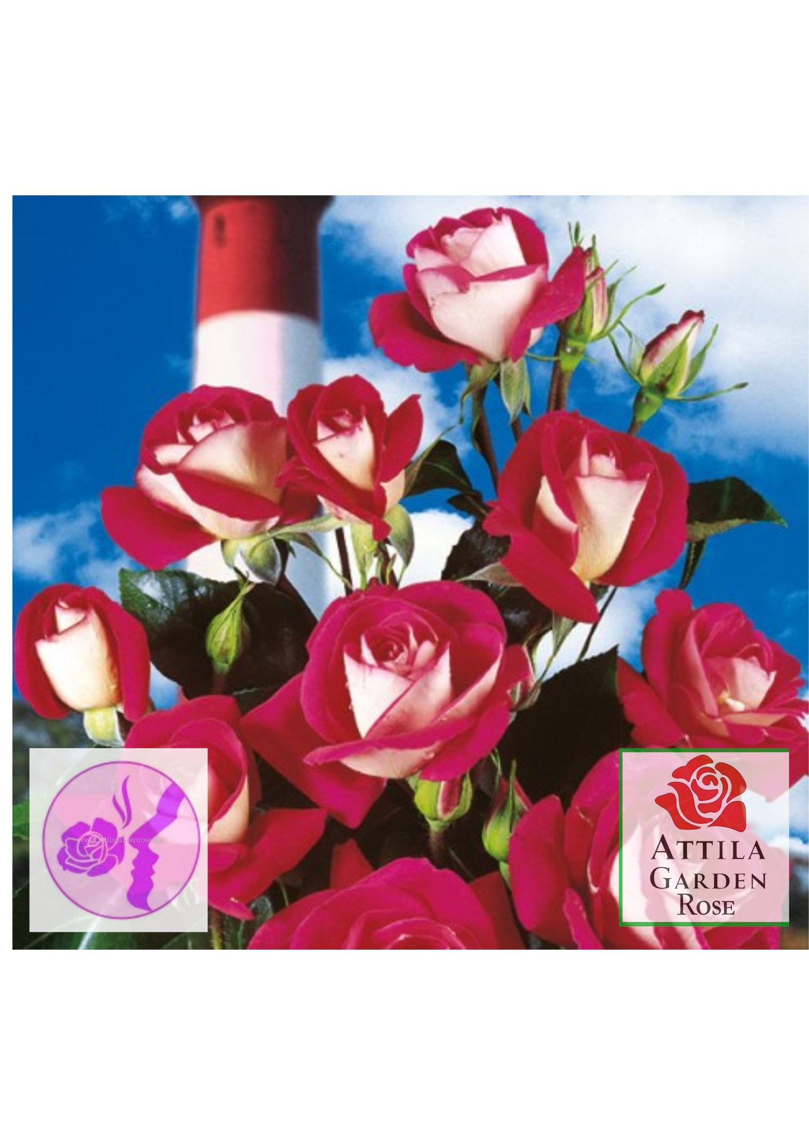 Heimatmelodie ® - Image 3