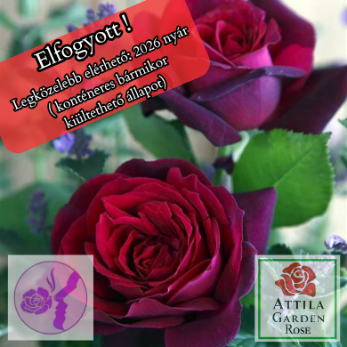 Grafin Diana ® Prémium