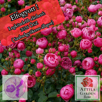 Pomponella ® Prémium