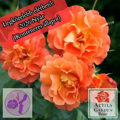 Westerland ® Prémium