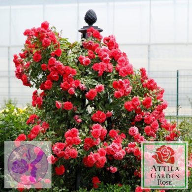 Rosarium Uetersen®