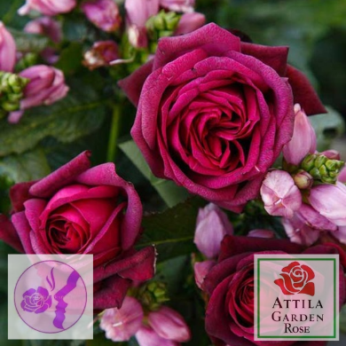 Grafin Diana ®