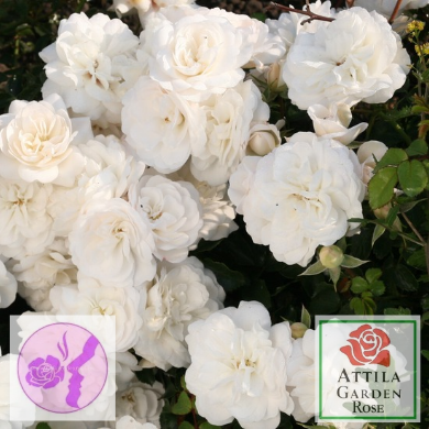 Kastelruther Spatzen Rose ®