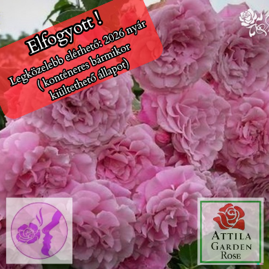 Árpád-házi Szent Erzsébet Prémium