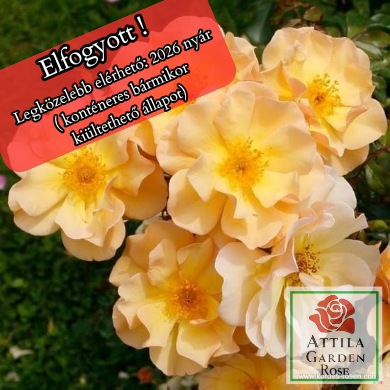 Amber Sun ® Prémium