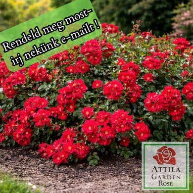 Sommerabend ® Prémium