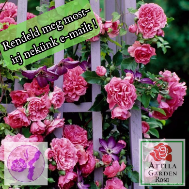 Rosarium Uetersen® Prémium