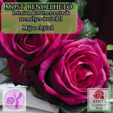 Johan Wolfgang Von Goethe ® Prémium