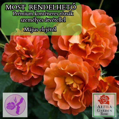 Westerland ® Prémium