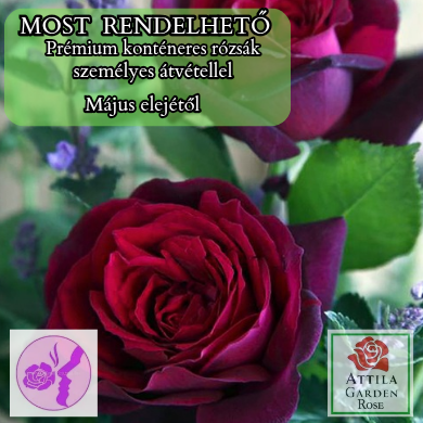 Grafin Diana ® Prémium