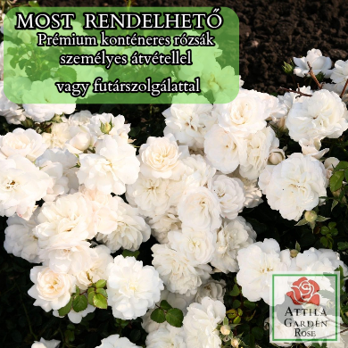 Kastelruther Spatzen Rose ®