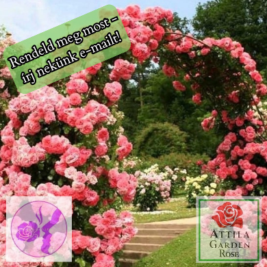 Rosarium Uetersen® Prémium