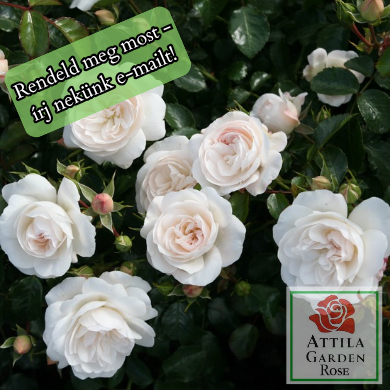 Kastelruther Spatzen Rose ®