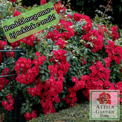 Sommerabend ® Prémium