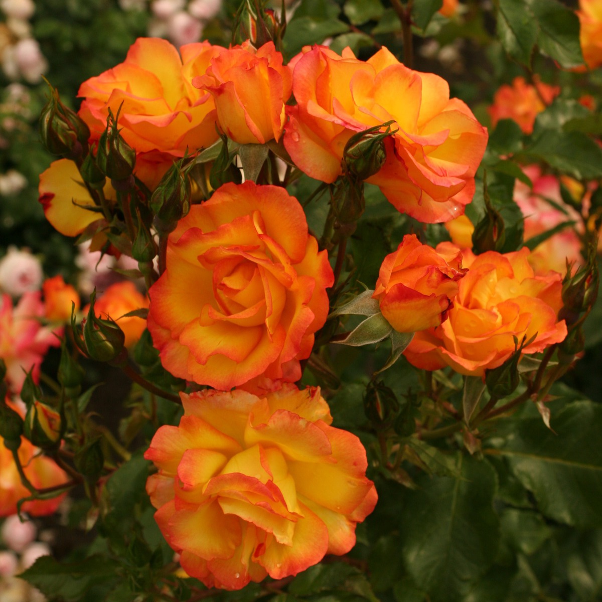 Bonanza ® Prémium - Image 4