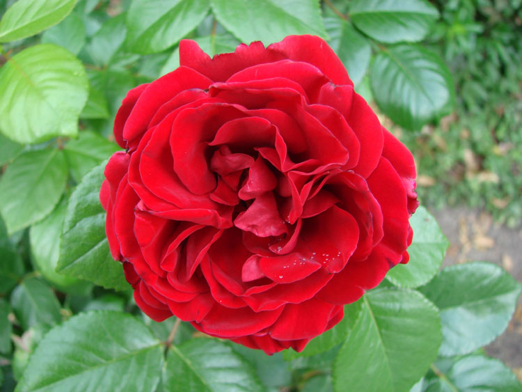 Ulmer Münster ®. - Image 2