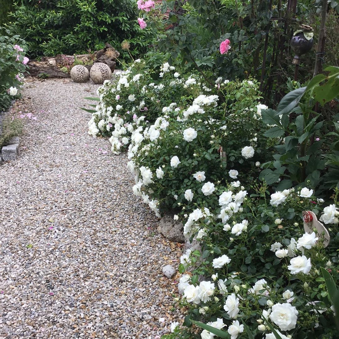 Kastelruther Spatzen Rose ® - Image 2