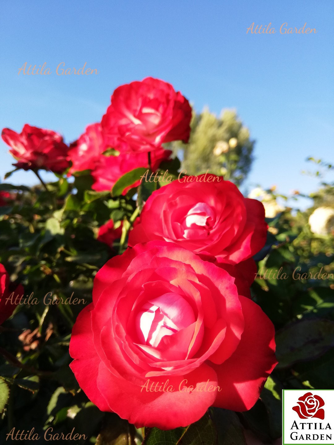 Planten un Blomen ® - Image 2