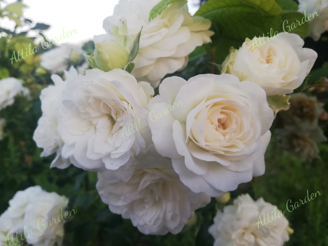 Kastelruther Spatzen Rose ® - Image 3