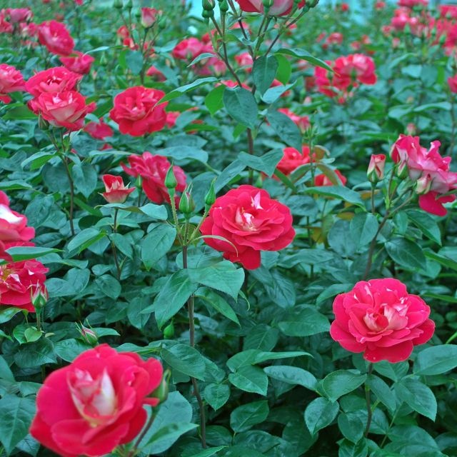 Heimatmelodie ® - Image 2