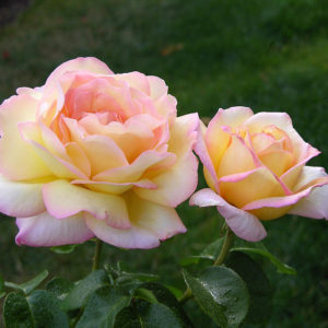 Tearózsák (vágó rózsák) (régi fajták)