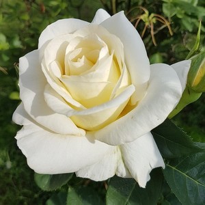 Tearózsák (vágó rózsák) (Klasszikus ,régi fajták)
