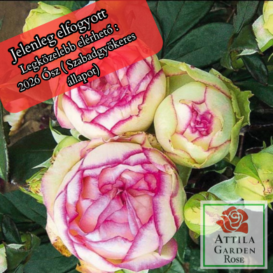 Biedermeier ® Rózsafa