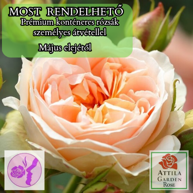 Matthias Claudius Rose ®  „Az év Rózsája 2021”