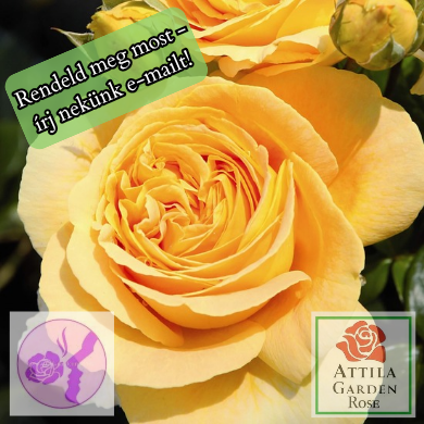 Candlelight® Prémium