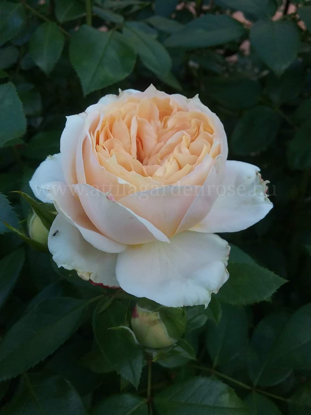 Lions Rose® - Image 3