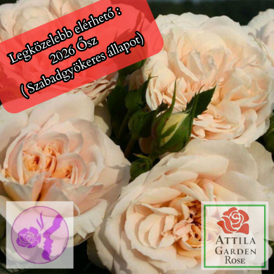 Lions Rose®