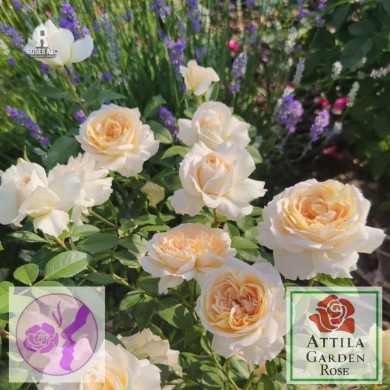 Lions Rose®