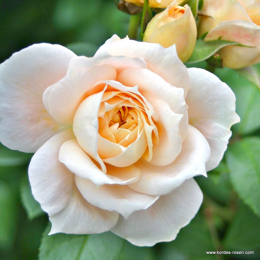 Lions Rose® - Image 2