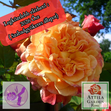 Aloha ® Új! 🎉