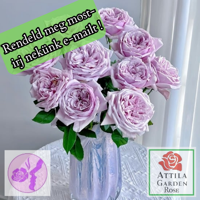 Pacific Blue ® Prémium