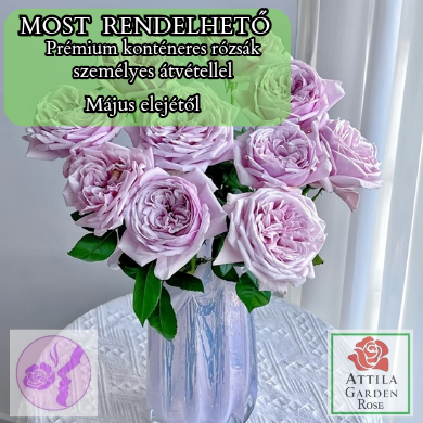 Pacific Blue ® Prémium