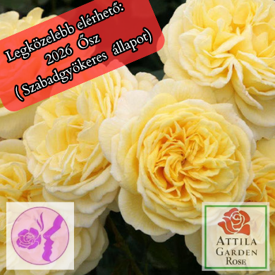 Karl Ploberger Rose