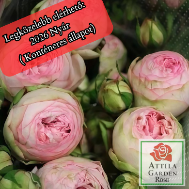 Piano Charming ® Prémium