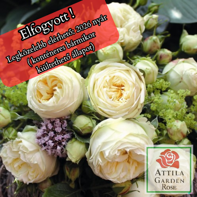 Piano Wedding ® Prémium