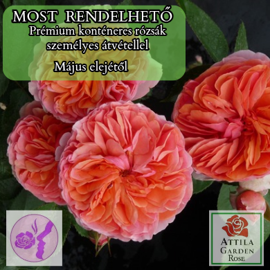 Chippendale® Prémium