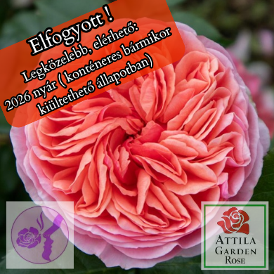 Chippendale® Prémium