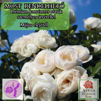 Uetersener Klosterrose® Prémium