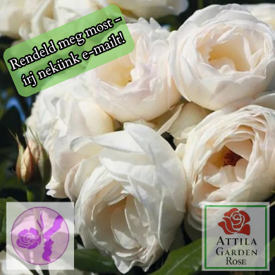 Uetersener Klosterrose® Prémium