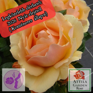 Hansestadt Rostock® Prémium „Az év Rózsája 2020”