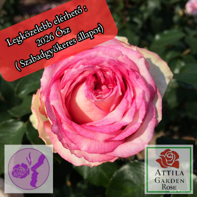 Meine Rose®