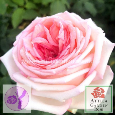 Meine Rose®