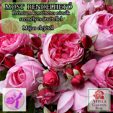 Kiss Me Kate ®Prémium